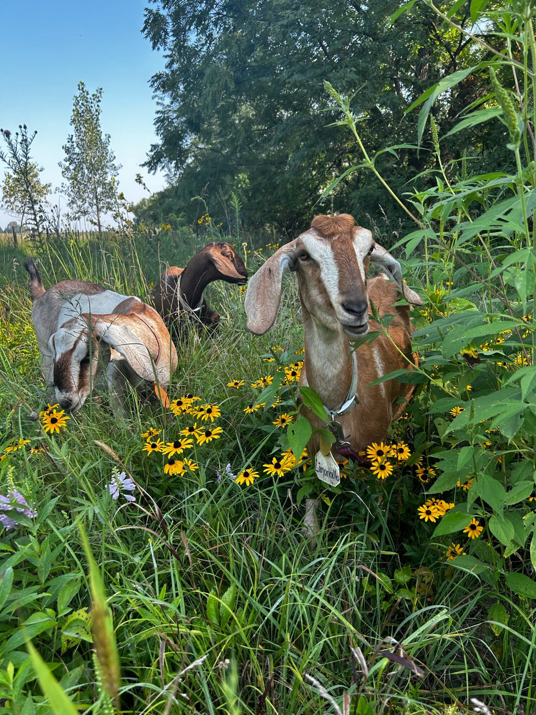Goat Milk?