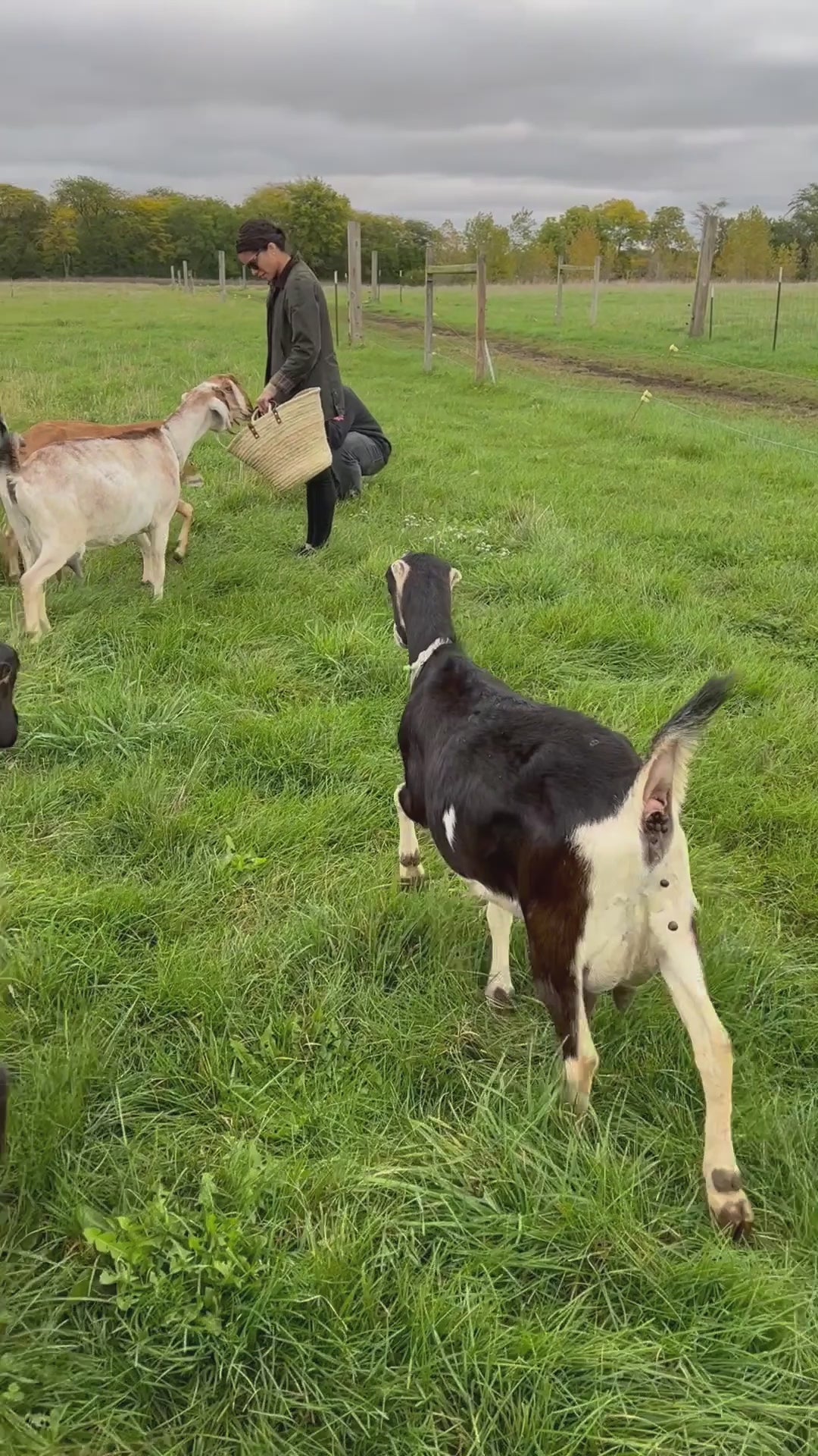 Load video: here&#39;s our story about how we fell in love with the goats